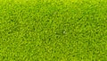 Moss Massively Royalty Free Stock Photo