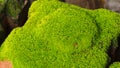Moss Massively Royalty Free Stock Photo