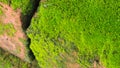 Moss Massively Royalty Free Stock Photo