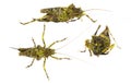 Moss mimic Katydid