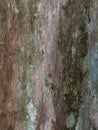 Moss and mold affect a wooden planks Royalty Free Stock Photo