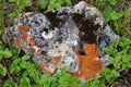 Moss, Mold, Mushrooms On The Stone. Black, Orange And White. The Texture Of The Stone With Vegetation.