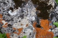 Moss, Mold, Mushrooms On The Stone. Black, Orange And White. The Texture Of The Stone With Vegetation.