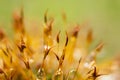 Moss in the morning after rain with drops of water, macro photo Royalty Free Stock Photo