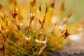 Moss in the morning after rain with drops of water, macro photo Royalty Free Stock Photo