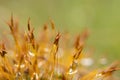 Moss in the morning after rain with drops of water, macro photo Royalty Free Stock Photo