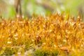 Moss in the morning after rain with drops of water, macro photo Royalty Free Stock Photo