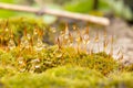 Moss in the morning after rain with drops of water, macro photo Royalty Free Stock Photo