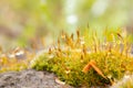 Moss in the morning after rain with drops of water, macro photo Royalty Free Stock Photo