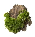 Moss or Mosses on a pine bark, Green moss on a tree bark isolated on white background, with clipping path Royalty Free Stock Photo