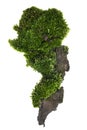 Moss or Mosses on a pine bark, Green moss on a tree bark isolated on white background, with clipping path Royalty Free Stock Photo