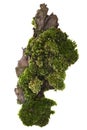 Moss or Mosses on a pine bark, Green moss on a tree bark isolated on white background, with clipping path Royalty Free Stock Photo