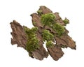 Moss or Mosses on a pine bark, Green moss on a tree bark isolated on white background, with clipping path Royalty Free Stock Photo