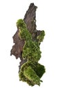 Moss or Mosses on a pine bark, Green moss on a tree bark isolated on white background, with clipping path Royalty Free Stock Photo