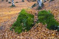 Moss Royalty Free Stock Photo