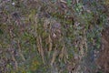 moss on the mountain wall