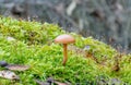 moss and mushroom Royalty Free Stock Photo