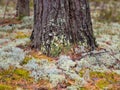 Moss in the Northern forest. The pine trunk is overgrown with moss.