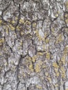 Moss on an oak tree bark close up Royalty Free Stock Photo