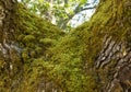 Moss on the Oak Royalty Free Stock Photo