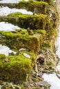 Moss on an old brick stairway on winter