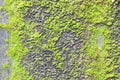 Moss on old concrete wall texture background. Royalty Free Stock Photo