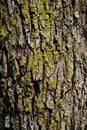 Moss old oak bark texture detail, background bark texture close up Royalty Free Stock Photo