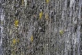 Moss on an old peeling wooden surface. textural background