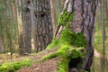 Moss on old pine trunk Royalty Free Stock Photo