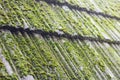 Moss on old roof tiles Royalty Free Stock Photo