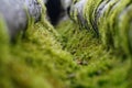 Moss Old tree covered with moss Royalty Free Stock Photo