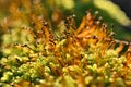 Moss on an old tree trunk in an old forest. Royalty Free Stock Photo