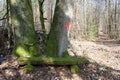 A bench underneath the trees