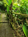 Moss pathway forest  green ancient Royalty Free Stock Photo