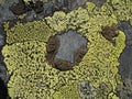 Moss pattern on stone Royalty Free Stock Photo