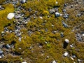 Moss on a pebble beach. Moss carpet on stones. Natural background. Pattern of cobblestones and plants. G