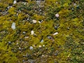 Moss on a pebble beach. Moss carpet on stones. Natural background. Pattern of cobblestones and plants