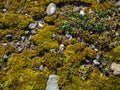 Moss on a pebble beach. Moss carpet on stones. Natural background. Pattern of cobblestones and plants