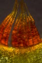 Moss peristome glows red in a polarizing micrograph.