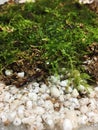 Moss and perlite Royalty Free Stock Photo