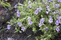 Moss Phlox - Beauty of Ronsdorfer Schone Royalty Free Stock Photo