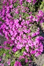 Moss phlox Phlox subulata, or mountain phlox, creeping phlox, moss pink it is an evergreen perennial forming mats or cushions of