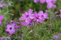 Moss phlox, moss pink flowers. Phlox subulata Royalty Free Stock Photo