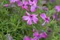 Moss phlox, moss pink flowers. Phlox subulata Royalty Free Stock Photo