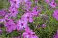 Moss phlox, moss pink flowers. Phlox subulata Royalty Free Stock Photo