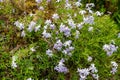 Moss phlox (phlox subulata) flowers Royalty Free Stock Photo