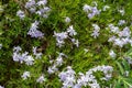 Moss phlox (phlox subulata) flowers Royalty Free Stock Photo