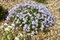 Moss phlox (phlox subulata) flowers Royalty Free Stock Photo