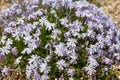 Moss phlox (phlox subulata) flowers Royalty Free Stock Photo