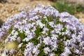 Moss phlox (phlox subulata) flowers Royalty Free Stock Photo